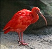 Scarlet Ibis